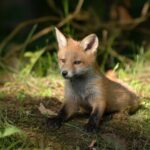 A small orange fox sitting in a forest clearing highlighted by a beam of sunlight.