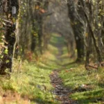 About the Trail